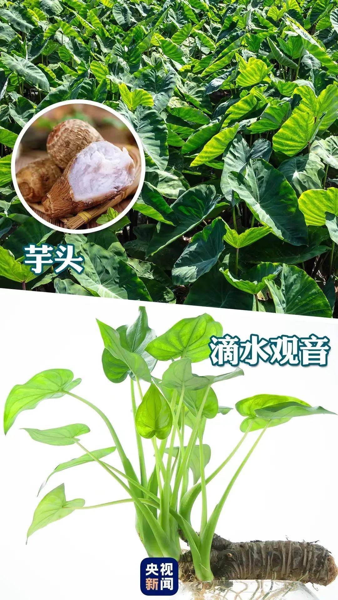 海芋是大型观叶植物,四季常青,茎粗壮,茶褐色,折断后有白色汁液;叶子