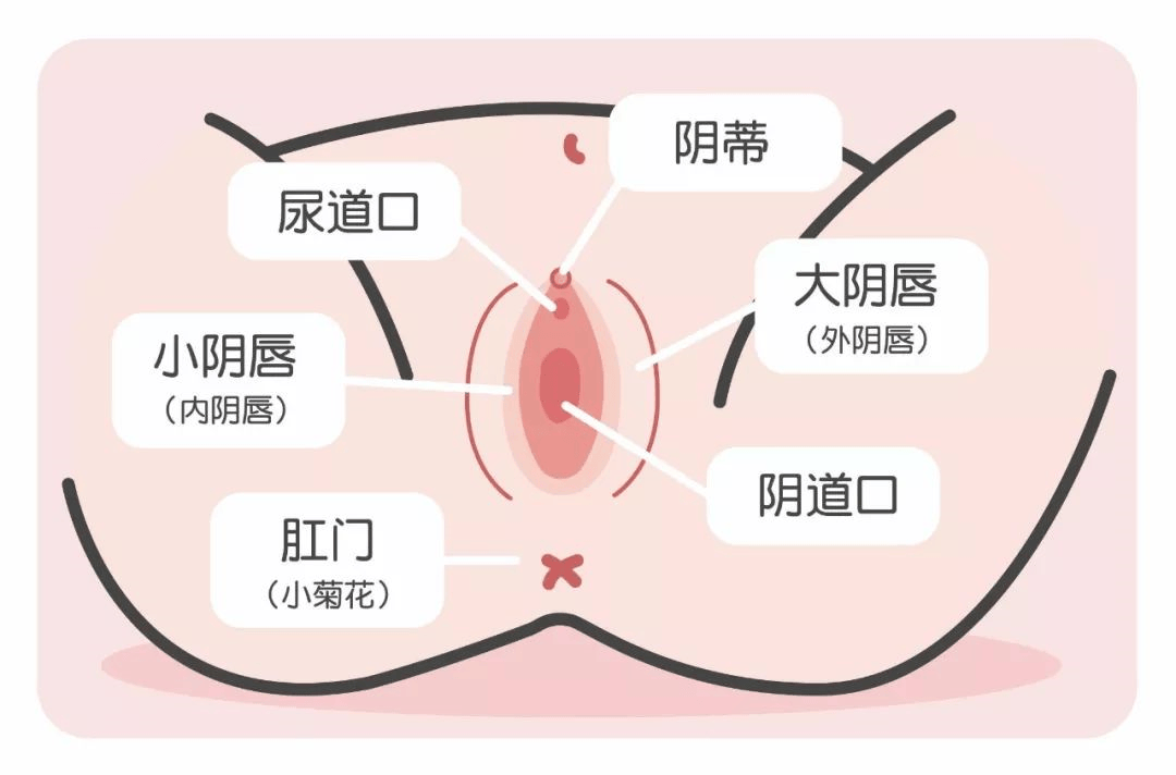 宝宝尿道口粘连图片图片