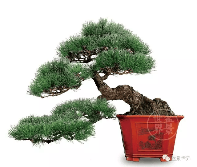 20金41银85铜!国际盆景大会暨亚太盆景赏石大会获奖作品全集