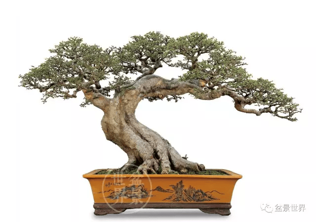 邓秀珍作品《仙鹤回首》丨榆树丨95×103cm▲关山作品丨罗汉松丨