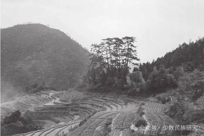 图9 从村里看水口古松(赣州市上犹县五指峰乡鹅窝村)图10 村外看内