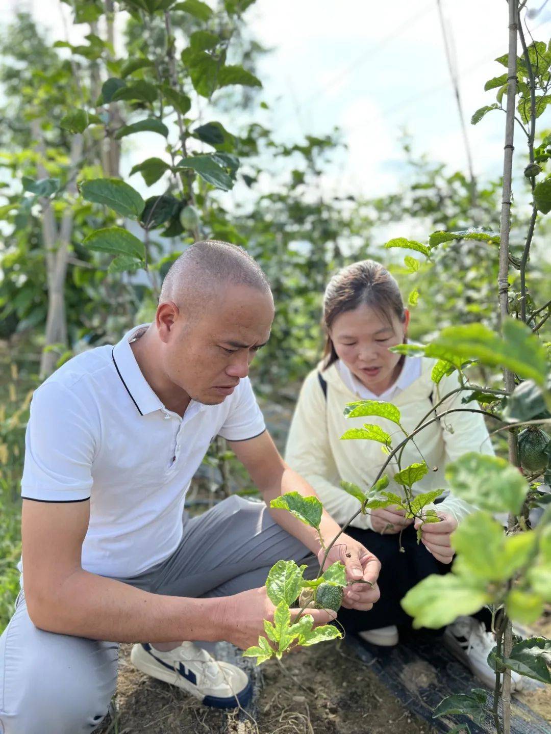 粤黔协作助力农村振兴，科技特派助推农业发展_从江县_贵州省_技术