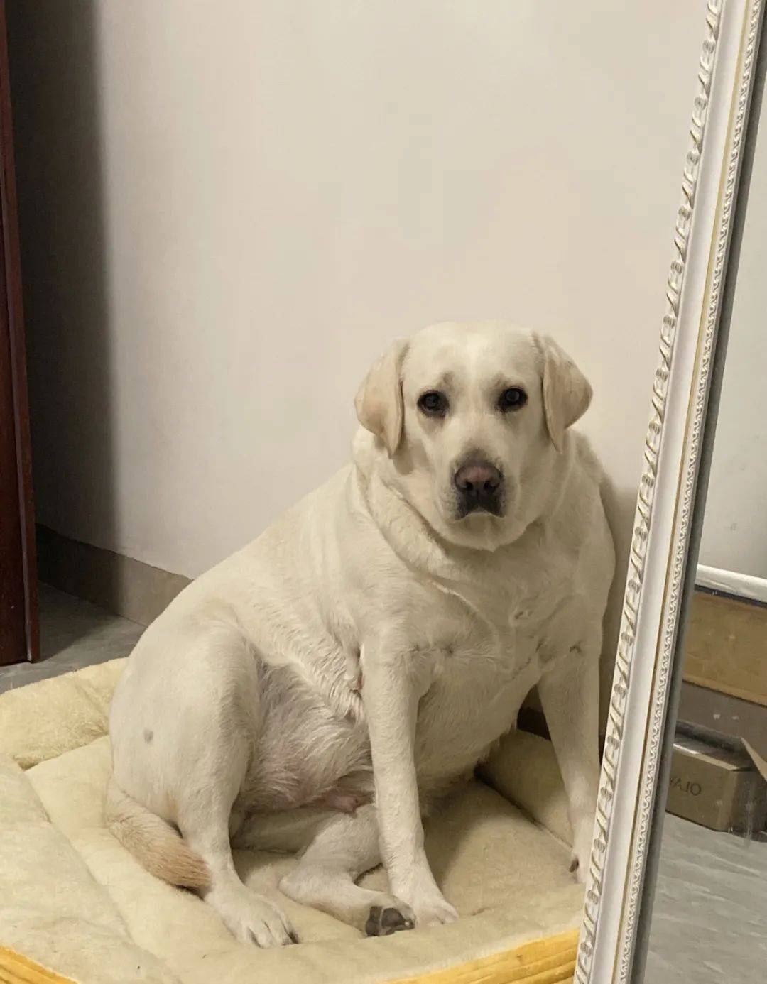 叫它拉不拉猪真的不冤emmmm…根本找不到脖子哈哈哈体型是这样的89