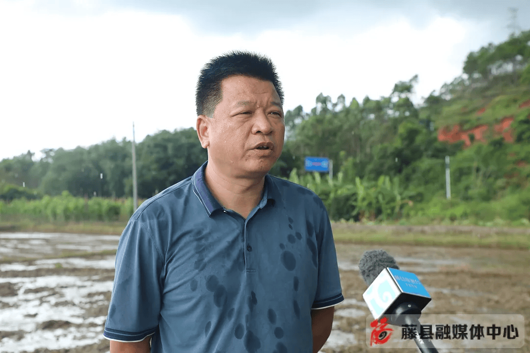 藤县受灾农作物超万亩!干群合力抗灾补救,减少农户损失
