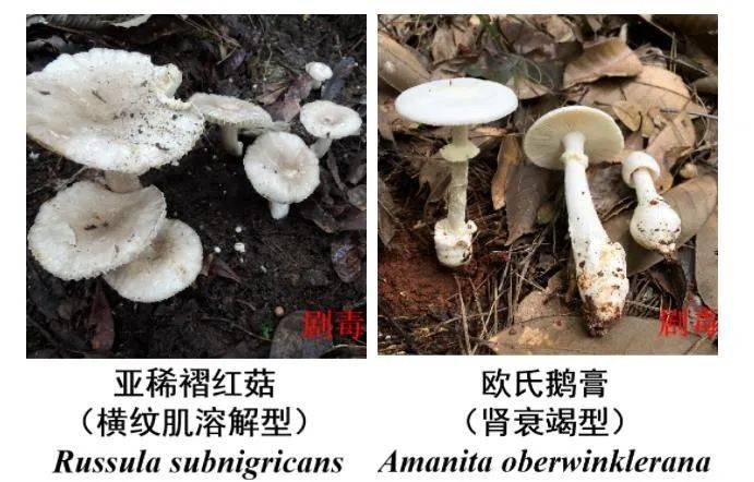 野生菌上市,认清有毒,有害蘑菇,切勿盲目食用