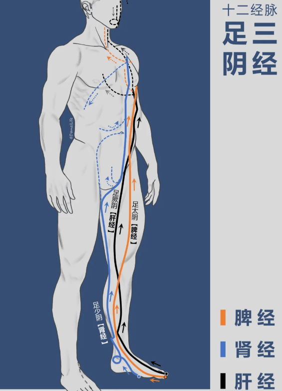 腿上脾经的位置示意图图片