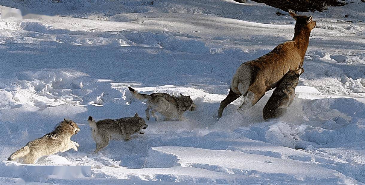 内蒙古一牧场多次遭到狼袭,牧民无法驱赶捉了五只狼崽挂树上