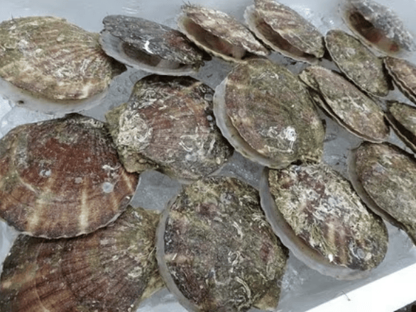 福岛核污染水排海10个月：累计排放4.6万吨，对华海产品出口锐减近6成