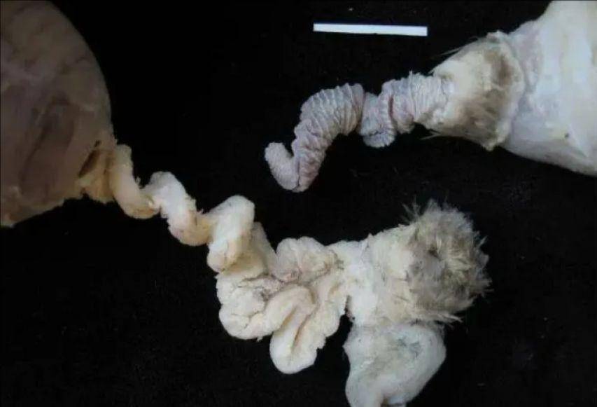 雄性动物为了交配有多拼?猫的生殖器带刺,鸭子进化出螺旋形丁丁