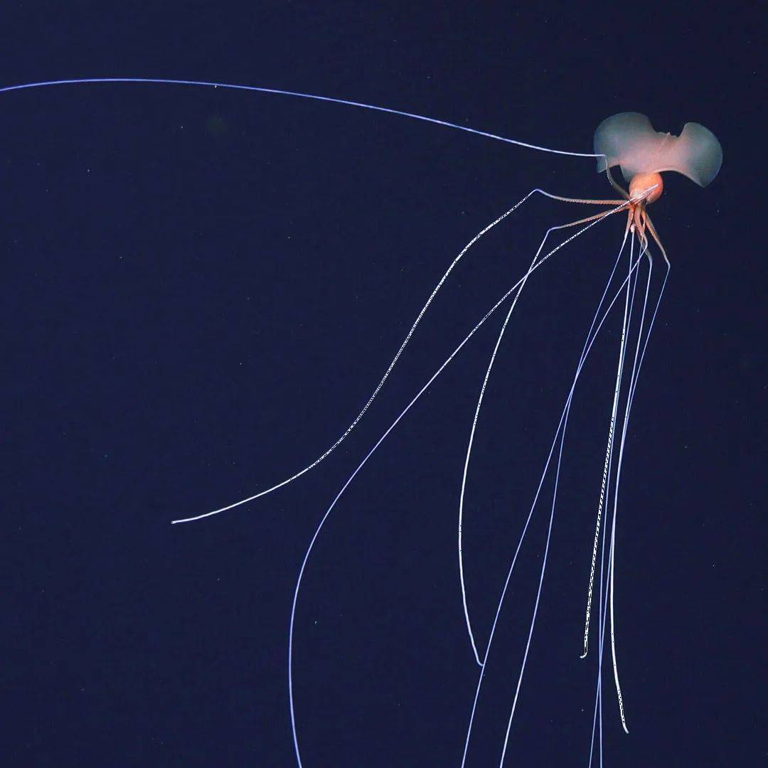 得了"巨人症"的深海动物