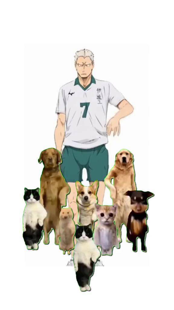 可爱人设 排球少年 青根高伸 动漫 伊达工 乌野高校排球部