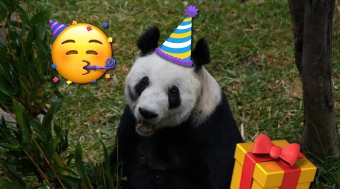 庆祝34岁生日 欣欣 墨西哥为大熊猫