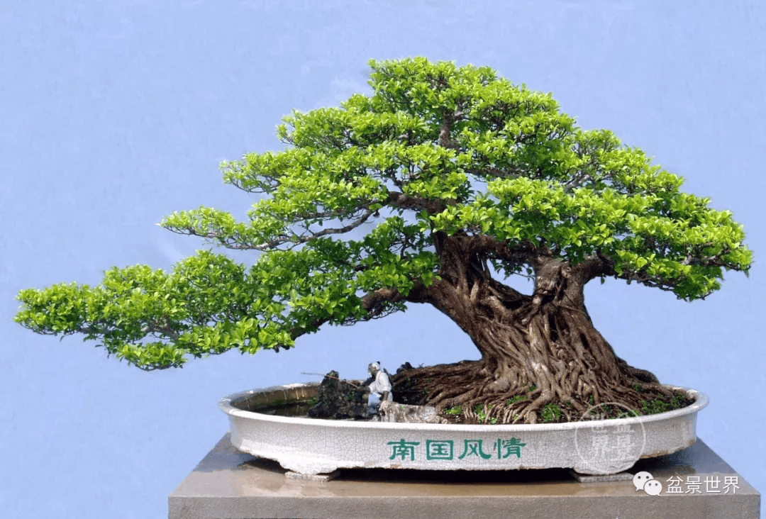 盆景_创作_南国