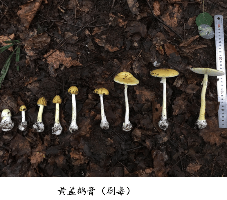 健康科普 | 贵州常见的食用野生菌和致命毒蘑菇