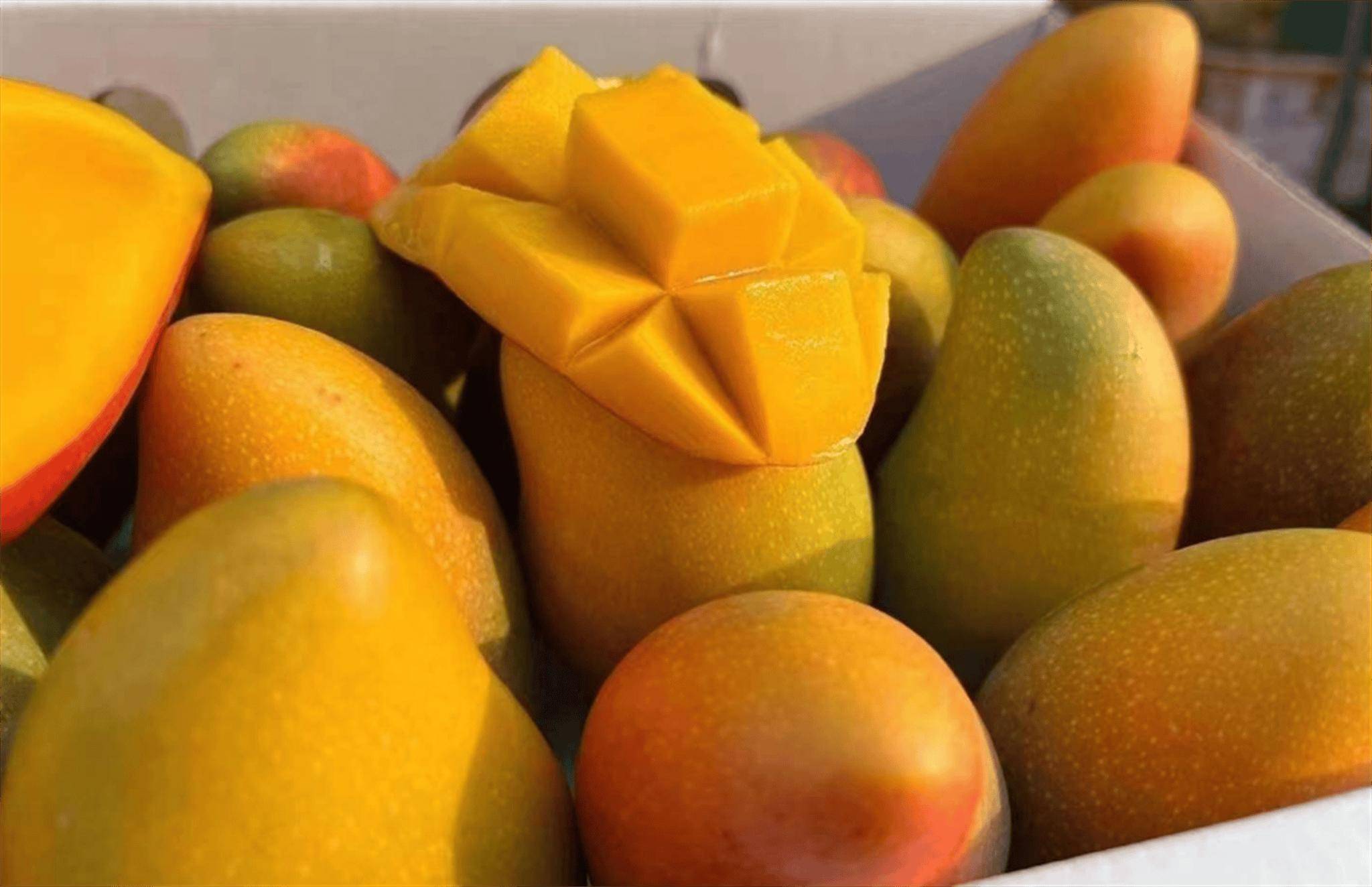 不同品种的芒果在果实大小,颜色,口感等方面存在差异