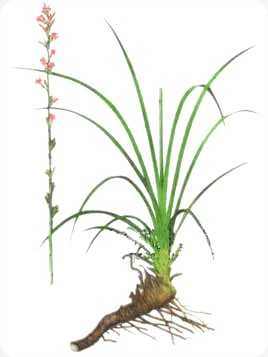 【中药小故事】每天认识一味药(四十六)→67知母