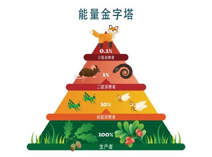 而食肉动物位于金字塔顶端,也就是说,相比吃用猪肉喂养的老虎肉,直接