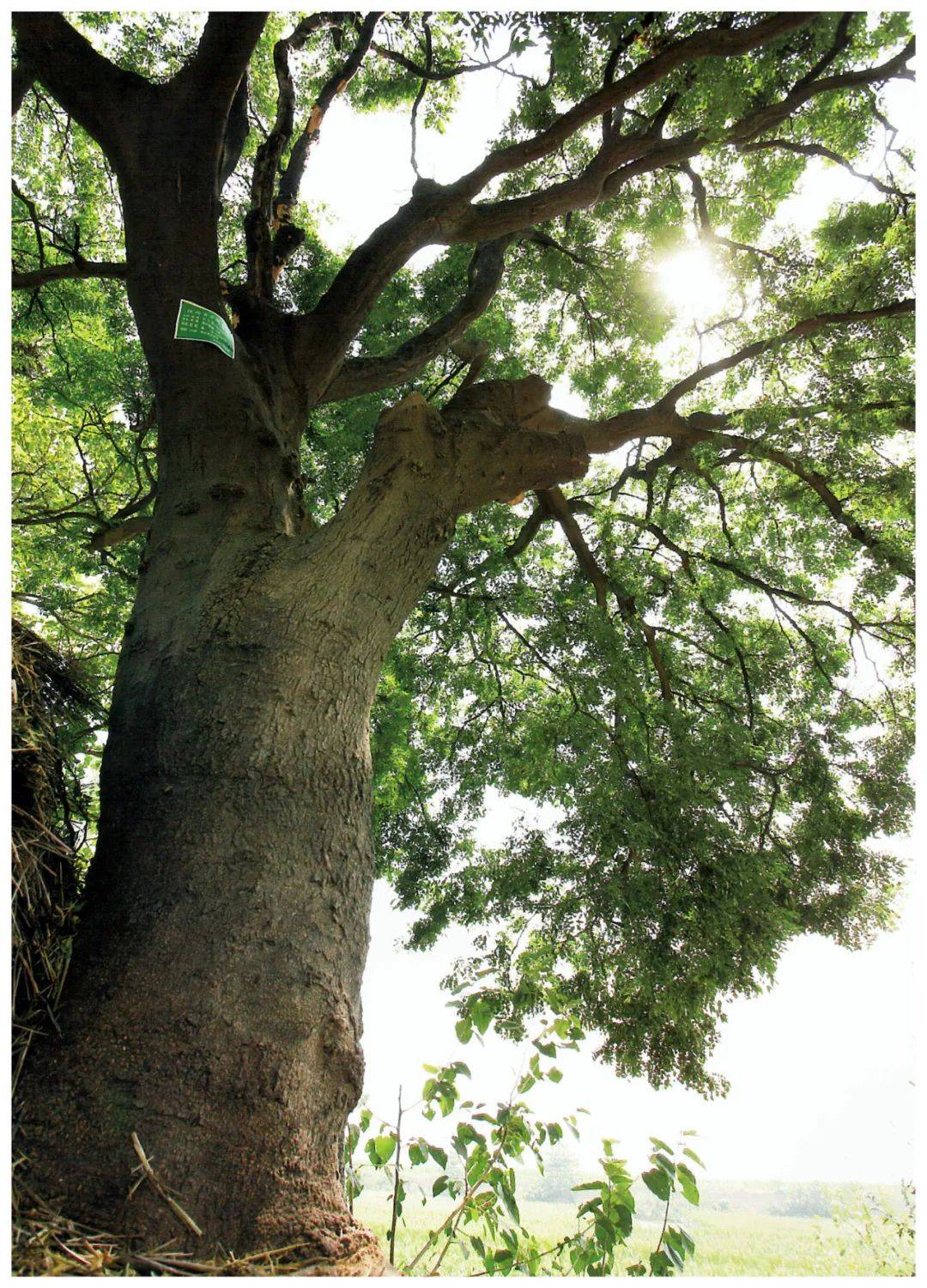 【陕西古树】武功县游凤镇三合村皂荚树