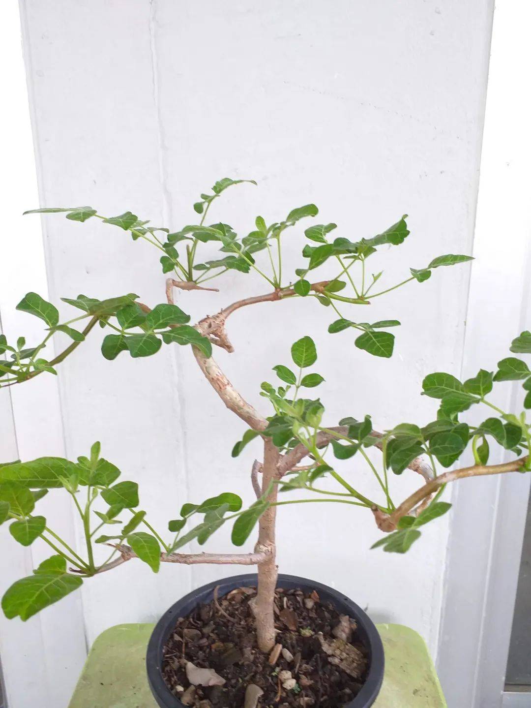 物种日历 | 没药属 小叶圣药commiphora gileadensis_橄榄_植物_香料