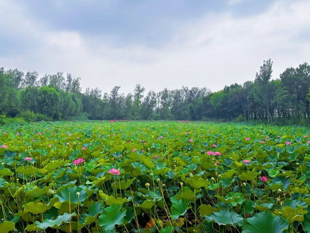 微山湖湿地公园一日游图片