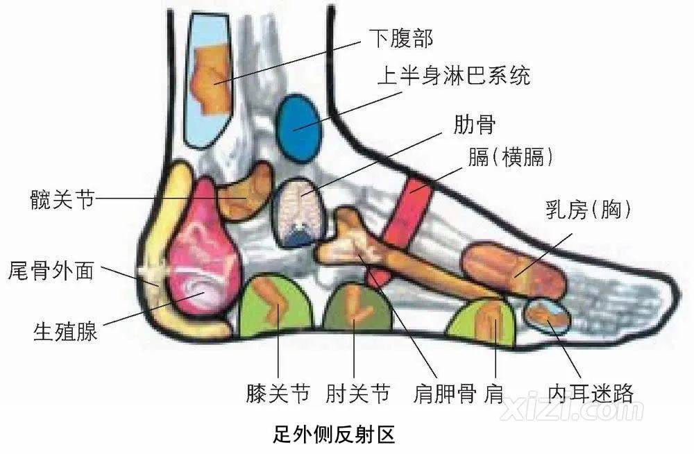 脚位图解 女性图片