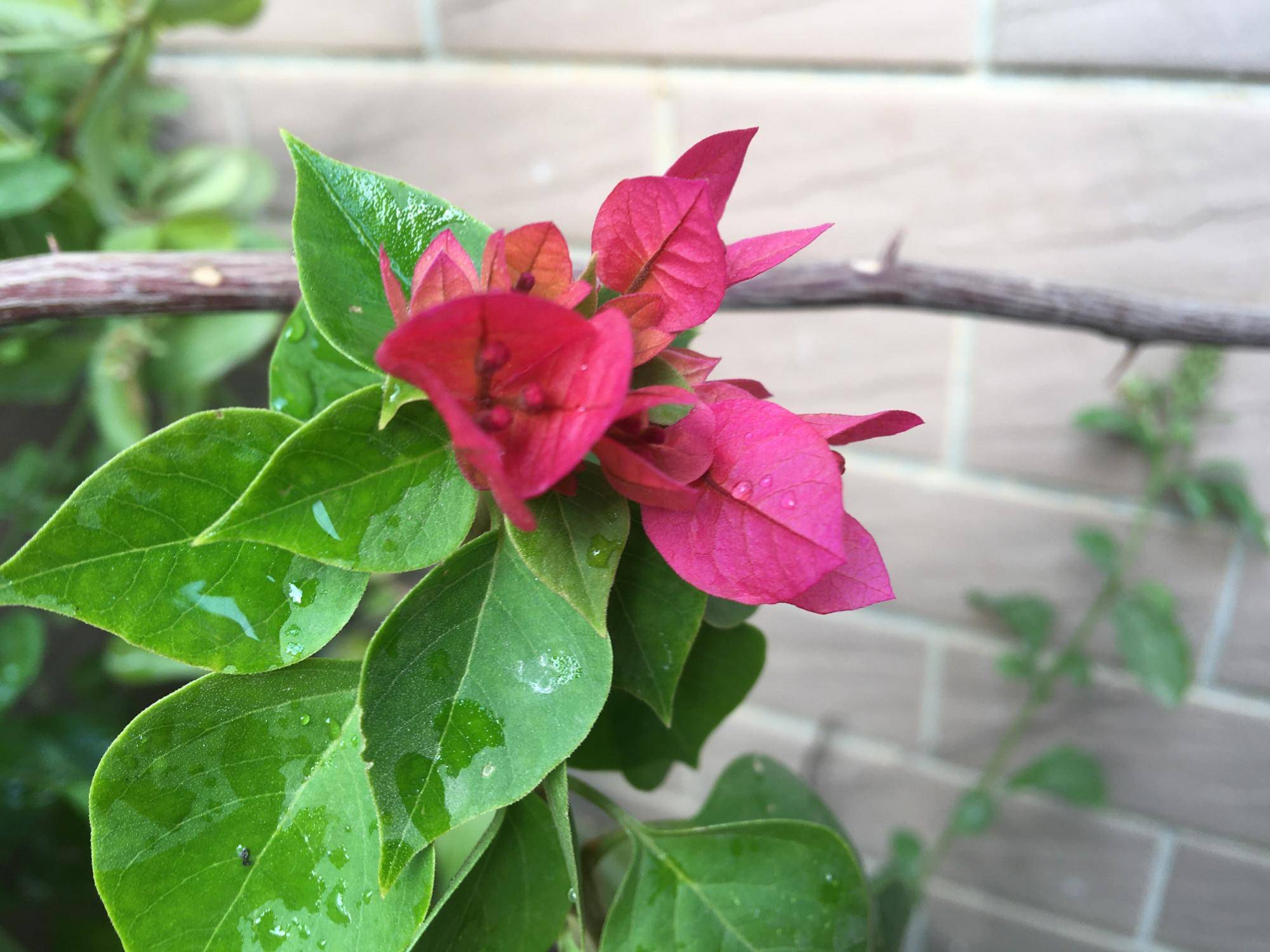 三角梅怎样过冬?做好三步,一年四季都精神,花比叶多