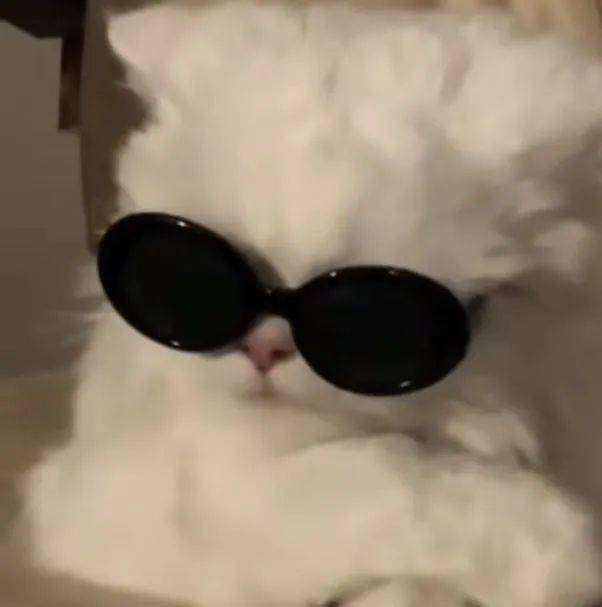 萌萌哒小奶猫.谁能抵抗得了.萌到心坎里了
