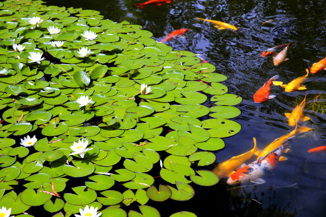 鱼塘荷花池风景图图片