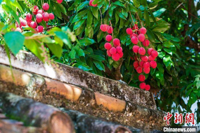 (八闽千姿)千年古荔树开采 荔城无处不荔枝_莆田_宋家香_荔城区