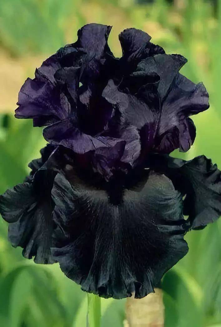 万年古花,9000年开一朵,震撼世人,极其罕见!见过一朵算你牛!