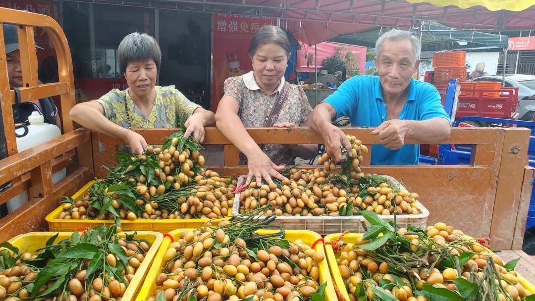 "中华名果"郁南无核黄皮即将大量上市