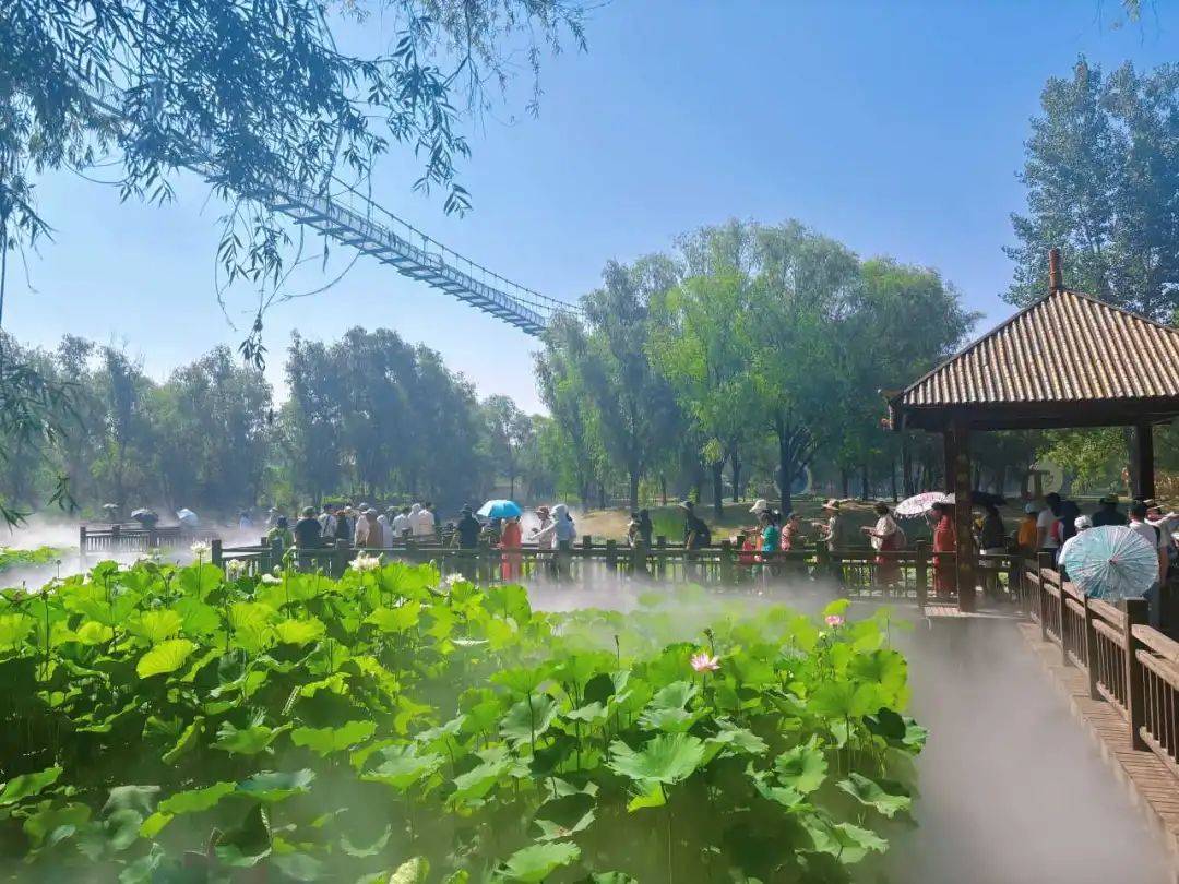 滕州微山湖红荷湿地 | 消暑哪里好?当然红荷湿地啦
