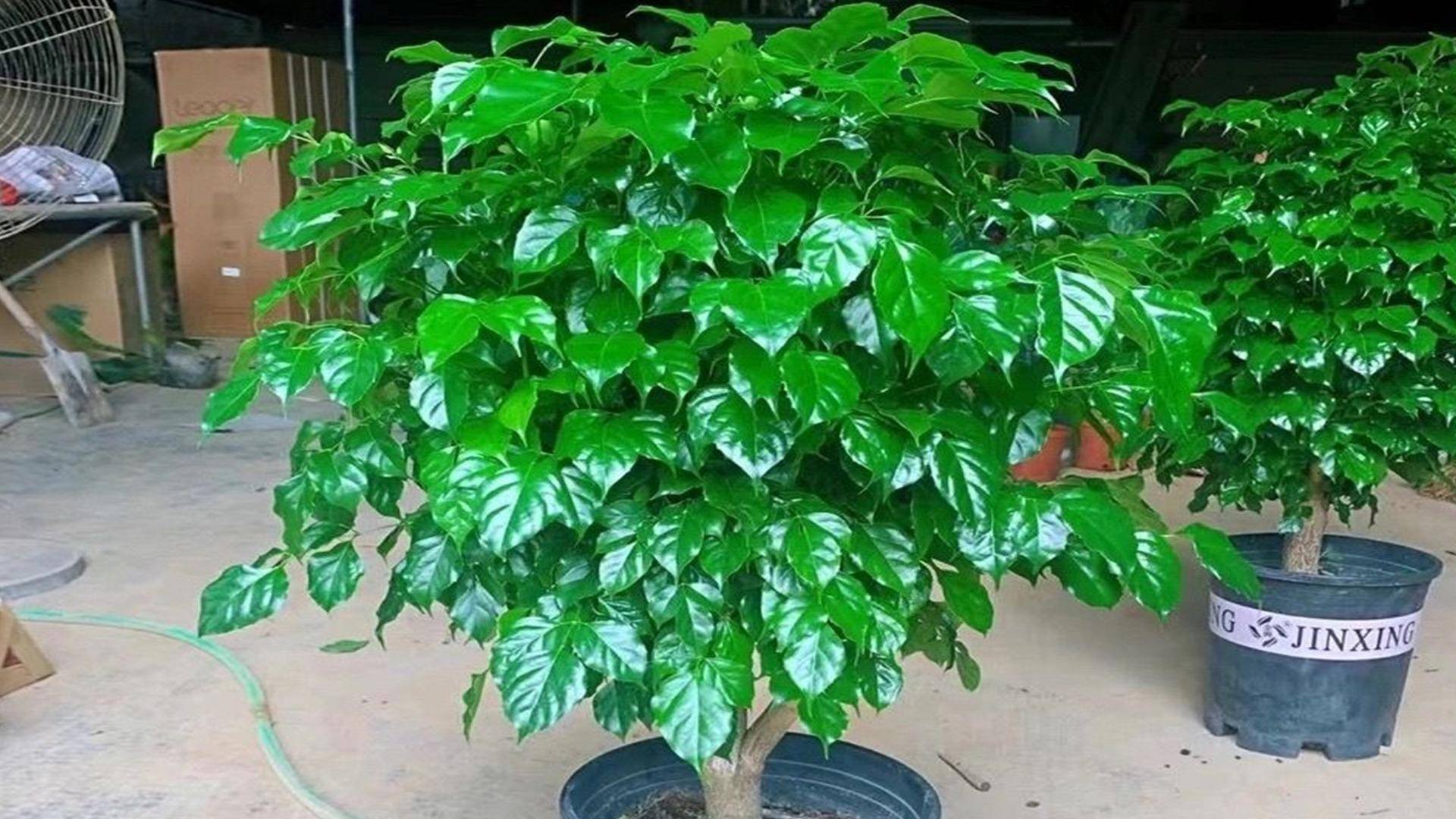 家中可养"6种花",吉利喜庆财运来,旺盛好养美观,大家都喜欢