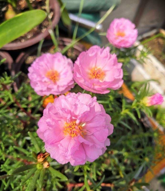 夏天养太阳花,记住3招,花苞更多,花朵更大花色更艳