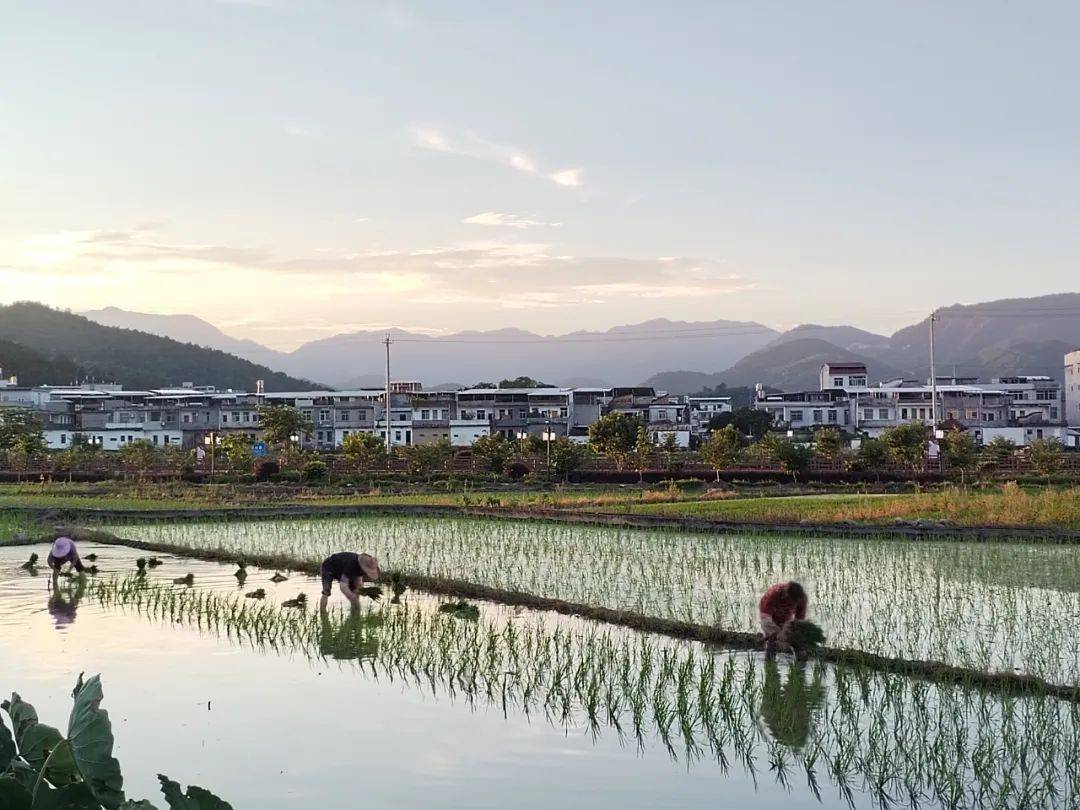 全力以"复",中堡镇农业生产灾后恢复有序进行中