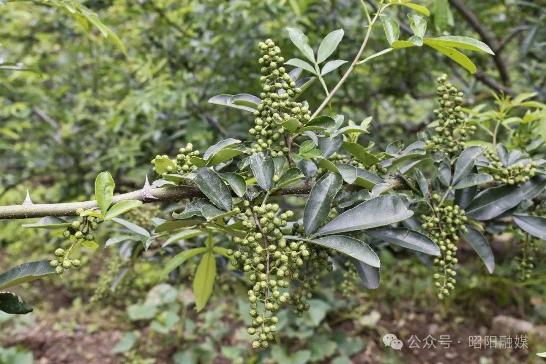 炎山花椒喜迎丰收季 科学种植助力乡村振兴