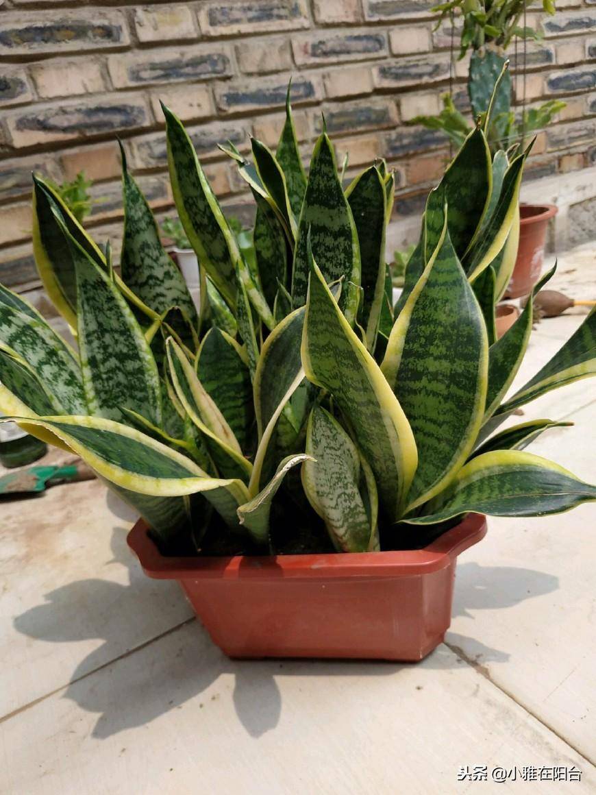 像月季花,腊梅花,木本海棠花,零下十几度,下雪的天气,直接放在户外也