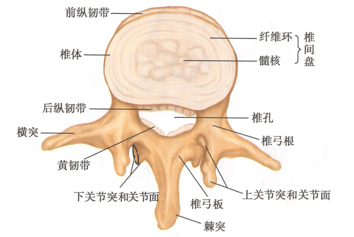 棘间韧带位置图图片