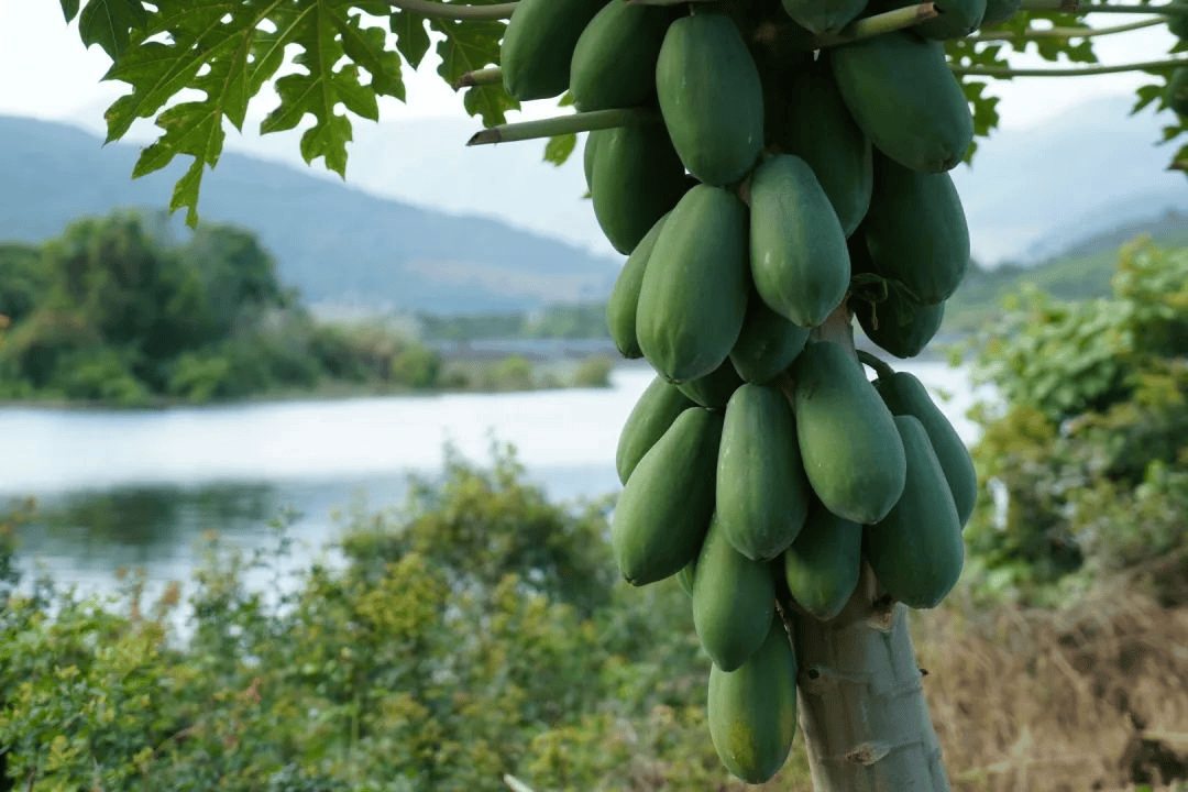 【树上熟牛奶木瓜】4-4.5斤装29.9元!果肉密度大,肉质紧实!