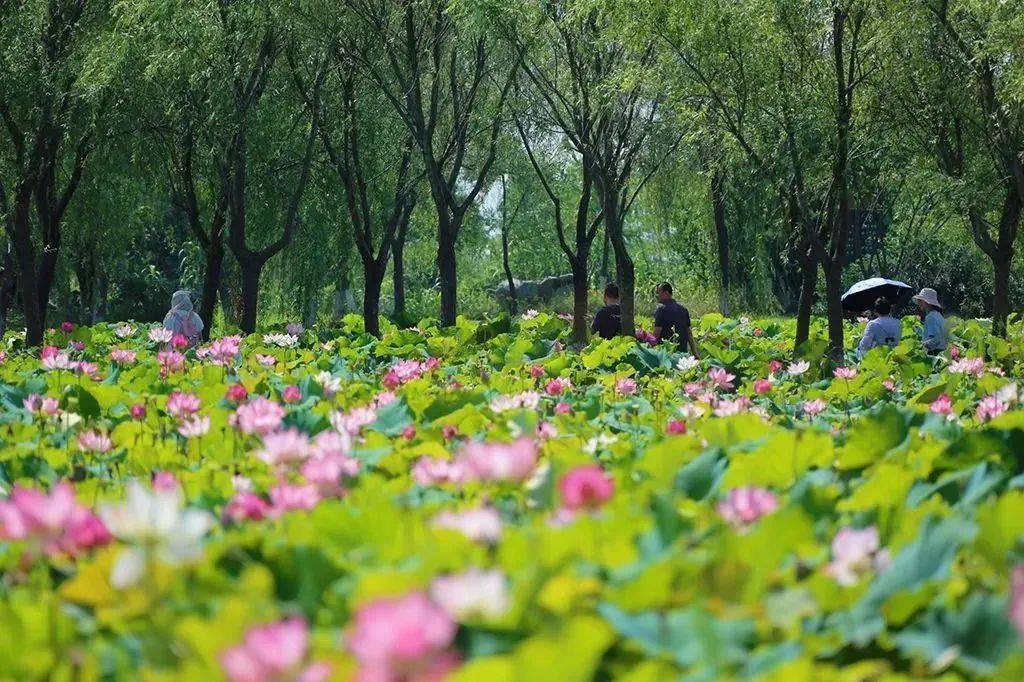 地址:宿迁市泗阳县成子湖大道8号泗阳张