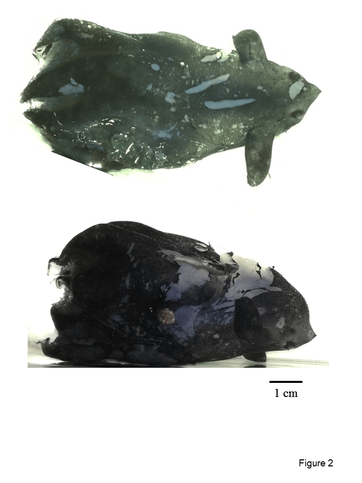 新物种 1!我国科学家在南海深海发现幽灵蛸目新种