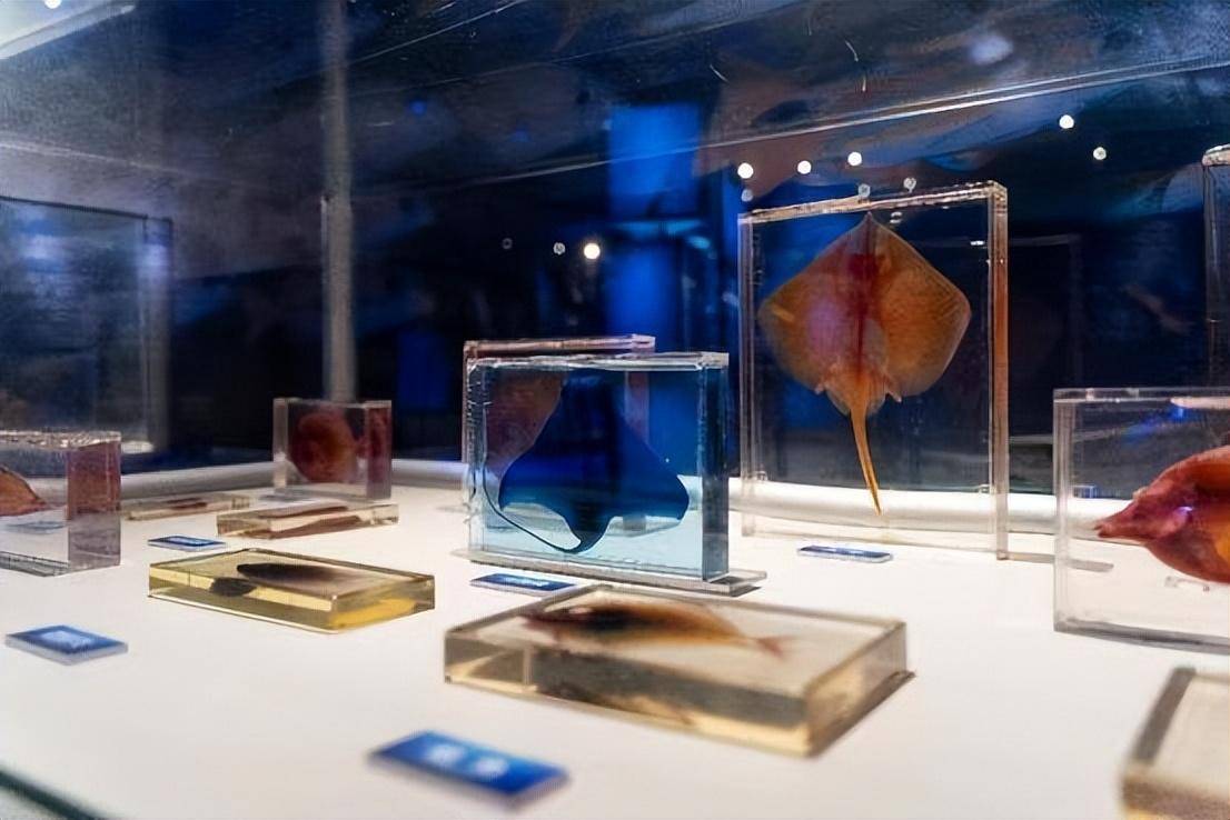 深海奇遇!"深海鱼影"海洋生物(标本)科普展开幕