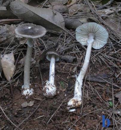 阜阳这里长出野生菌,白杆杆?不要摘!不要吃!