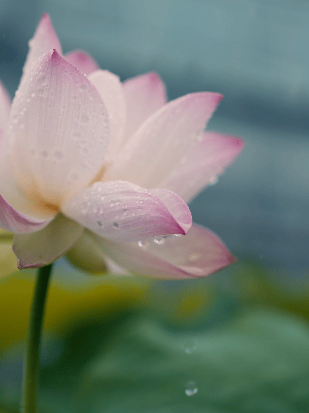 雨中荷花图片图片