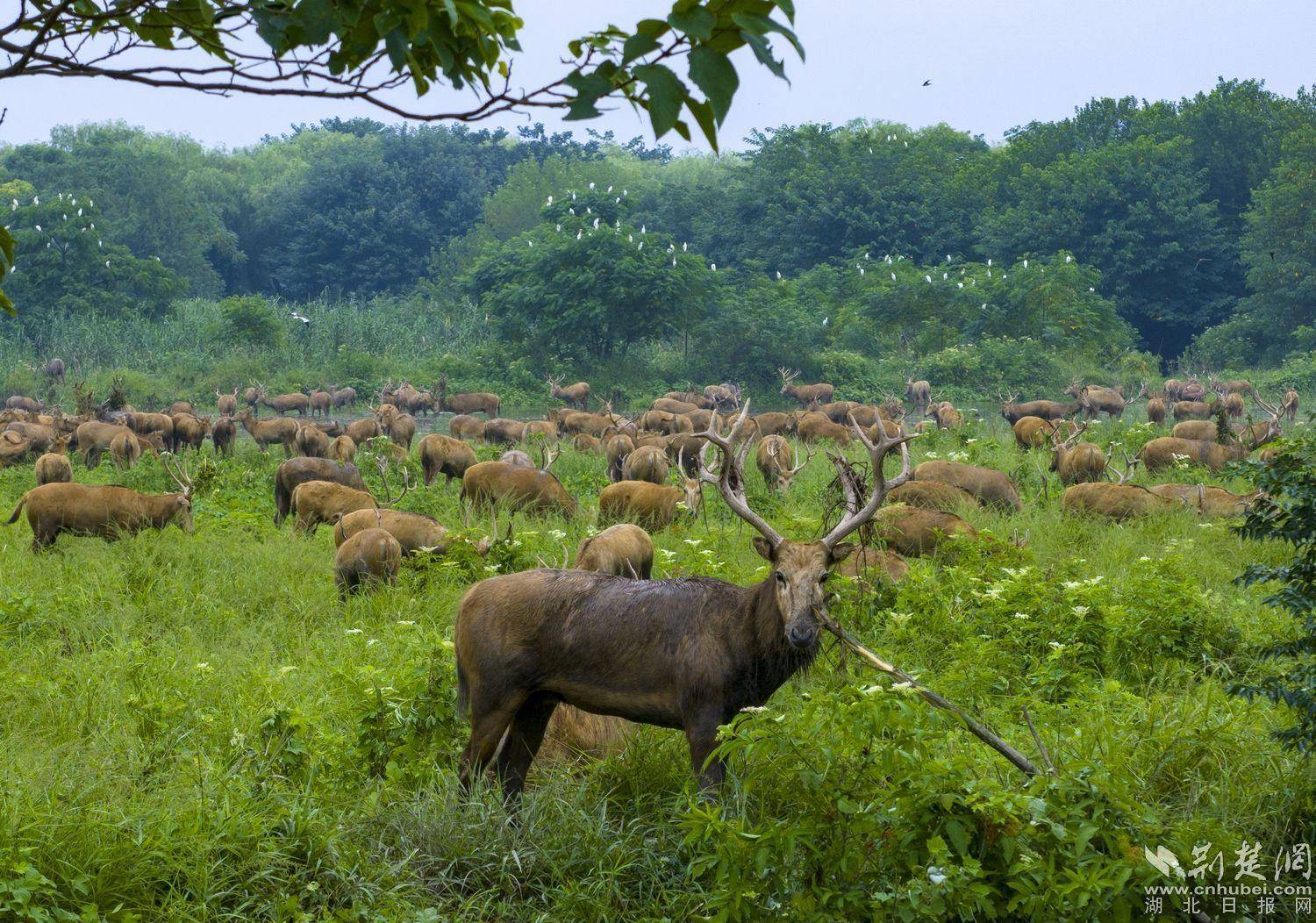 长江故道听鹿鸣_麋鹿_自然保护区_种群