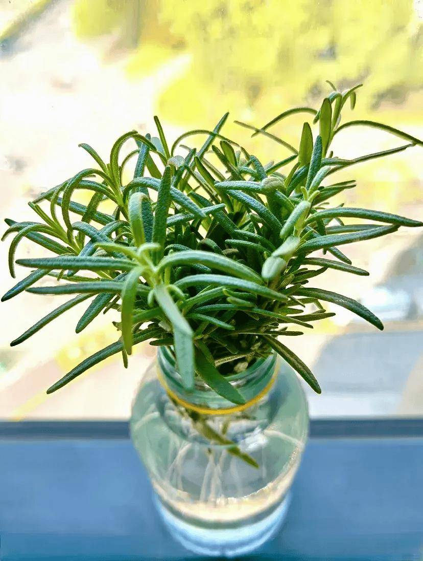 7种"驱蚊草"插水里养,3天就长根,做成驱蚊水,蚊子绕道飞