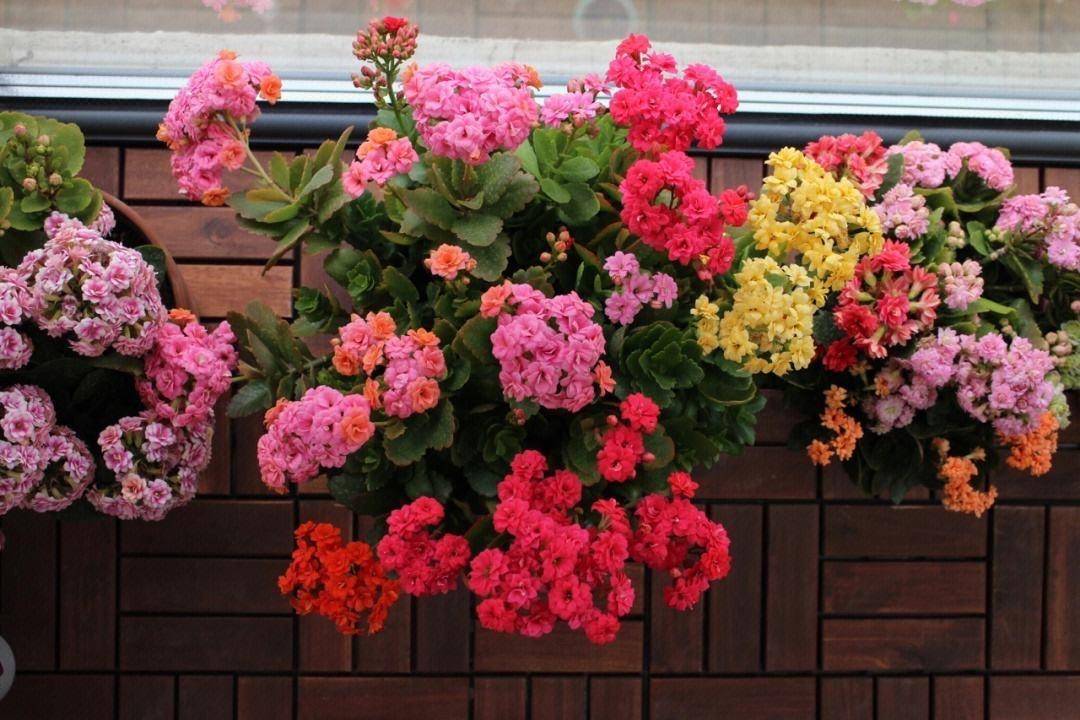 养长寿花,做3点,花苞多花朵大花期长,一年四季开花,喜庆洋气