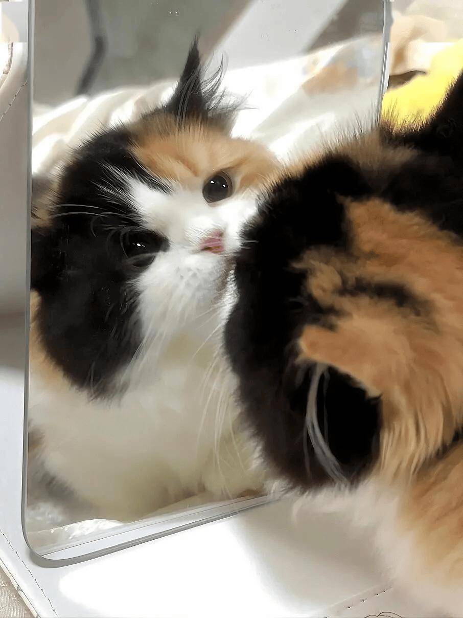 三花猫——不愧是猫咪中的仙女!