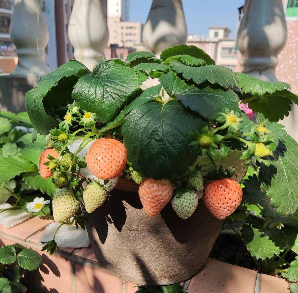 阳台种草莓,做2点,收获更多果,过程简单省心
