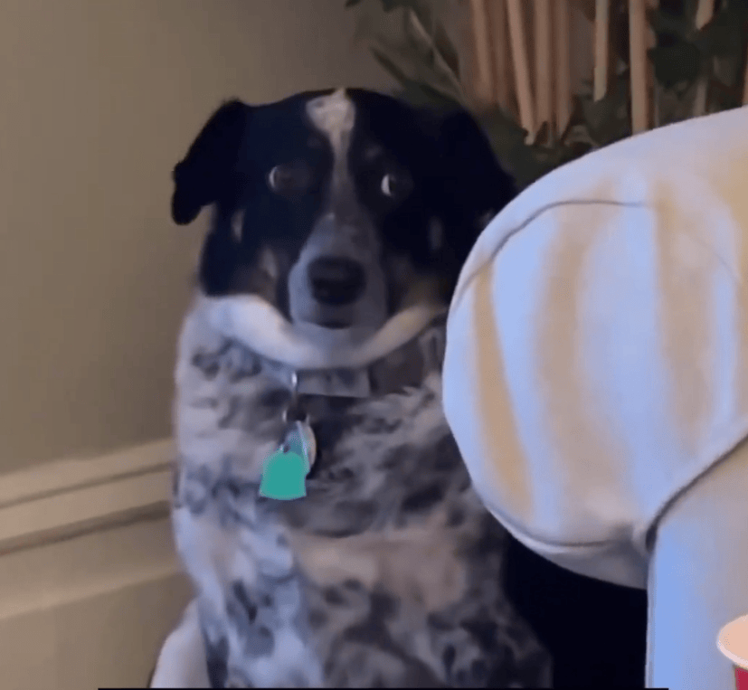 只要一聚会狗子的表情就很尴尬.网友:它看起来偷感好重啊!